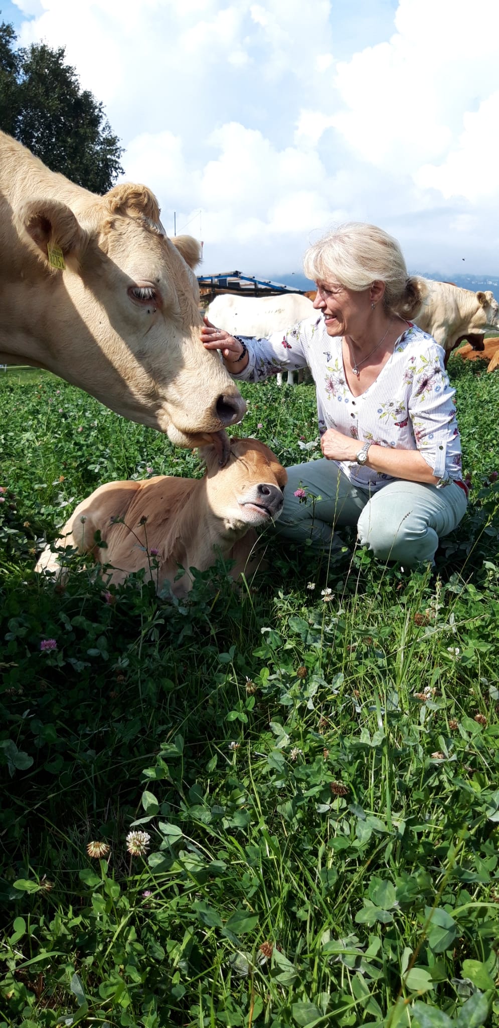 Tierkommunikation Kalb Kuh Erika Ochsner